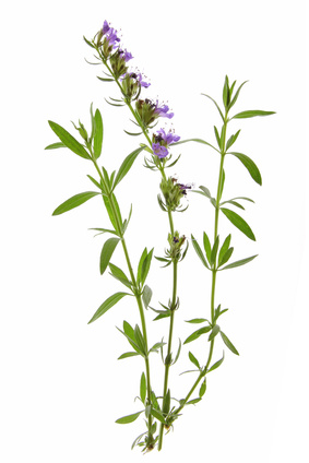 Ysop - Hyssopus officinalis, Lippenblütler, Isop, Josephskraut