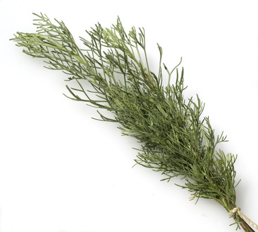 Eberraute - Artemisia abrotanum, Korbblütler, Eberrautenkraut, Eberreis