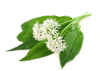 Bärlauch - Allium ursinum, Liliengewächs, Wilder Knoblauch, Waldknoblauch