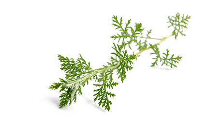 Wermut - Artemisia absinthium, Korbblütler, Absinth, Magenkraut