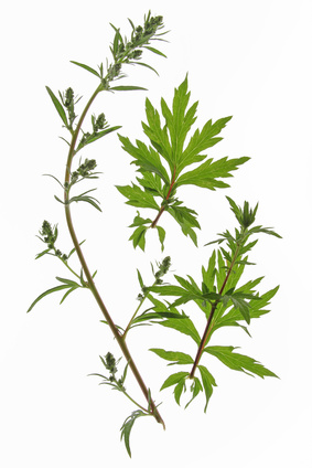 Beifuß - Artemisia vulgaris, Korbblütler, Gewöhnlicher Beifuß, Mutterkraut, Gänsekraut, Besenkraut, Wilder Wermut