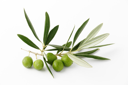 Oliven - Olea europaea, Ölbaumgewächse, Ölbaum