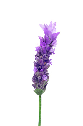 Lavendel - Lavendula angustifolia, officinalis und vera, Lippenblütler, Schwindelkraut, Spikanard, Speik