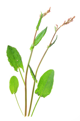 Sauerampfer - Rumex acetosa, Knöterichgewächse, Sauerblätter, Sauergras, Römischer Ampfer
