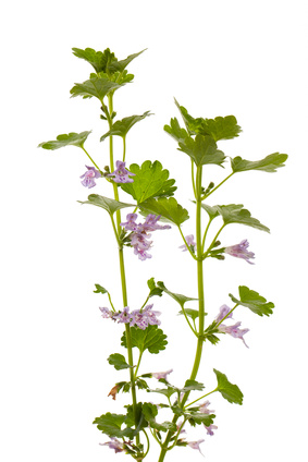Gundermann - Glechoma hederacea, Lippenblütler, Gundelrebe, Efeu-Gundelrebe